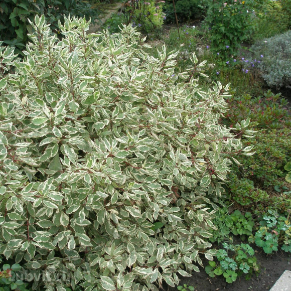 Дерен Сибирика Вариегата (SIBIRICA VARIEGATA) купить с доставкой Дерен Сибирика Вариегата (SIBIRICA VARIEGATA) купить с доставкой