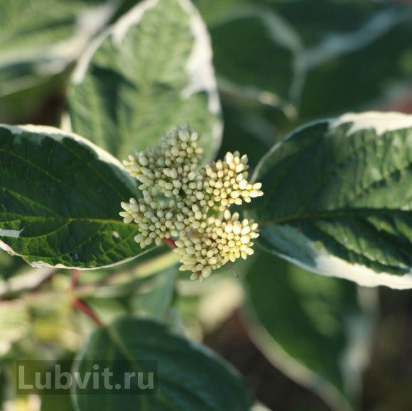 Дерен Сибирика Вариегата (SIBIRICA VARIEGATA) купить с доставкой Дерен Сибирика Вариегата (SIBIRICA VARIEGATA) купить с доставкой