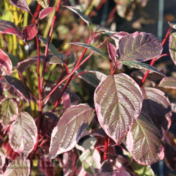 Дерен Сибирика Вариегата (SIBIRICA VARIEGATA) купить с доставкой Дерен Сибирика Вариегата (SIBIRICA VARIEGATA) купить с доставкой