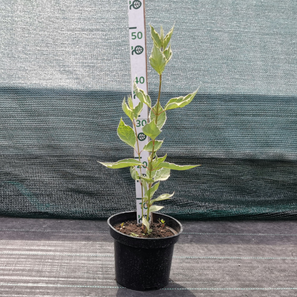 Дерен Сибирика Вариегата (SIBIRICA VARIEGATA) купить с доставкой Дерен Сибирика Вариегата (SIBIRICA VARIEGATA) купить с доставкой