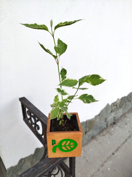 Дерен Сибирика Вариегата (SIBIRICA VARIEGATA) купить с доставкой Дерен Сибирика Вариегата (SIBIRICA VARIEGATA) купить с доставкой