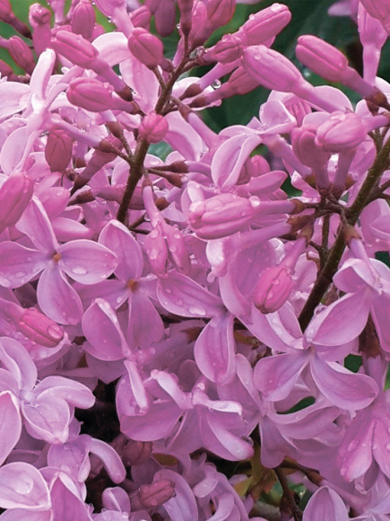 Сирень Бюффон (Buffon) купить с доставкой