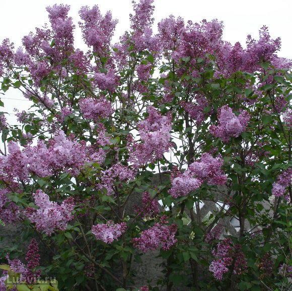 Сирень Бюффон (Buffon) купить с доставкой