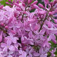 Сирень Бюффон (Buffon)