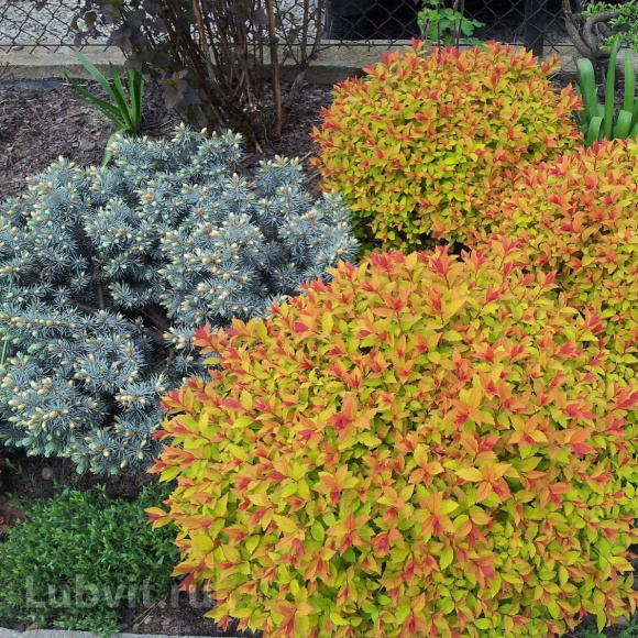 Спирея Голдфлейм (Goldflame) купить с доставкой Спирея Голдфлейм (Goldflame) купить с доставкой