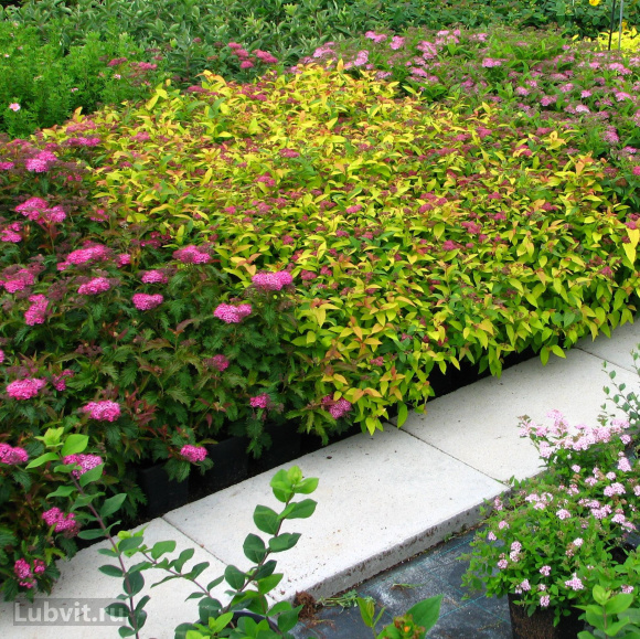 Спирея Голдфлейм (Goldflame) купить с доставкой Спирея Голдфлейм (Goldflame) купить с доставкой