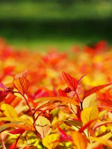 Спирея Голдфлейм (Goldflame) купить с доставкой