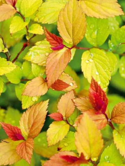 Спирея Голдфлейм (Goldflame) купить с доставкой