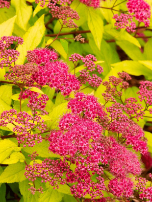 Спирея Голдфлейм (Goldflame)