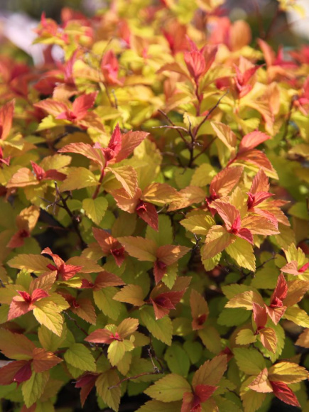 Спирея Голдфлейм (Goldflame) купить с доставкой