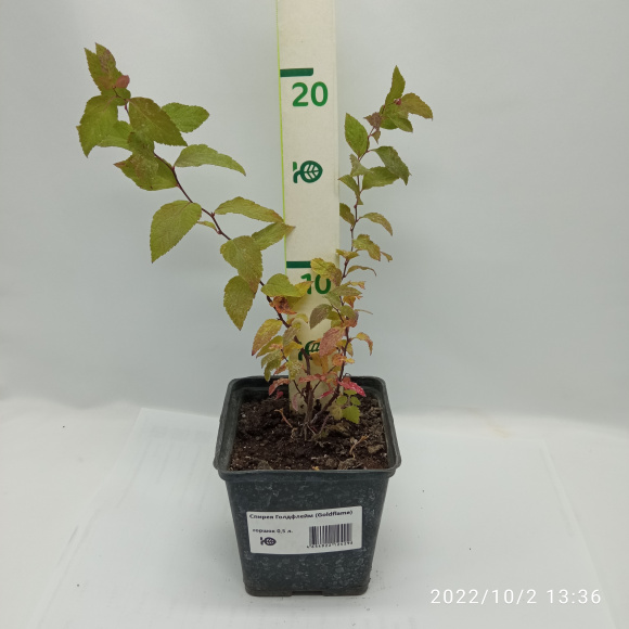 Спирея Голдфлейм (Goldflame) купить с доставкой Спирея Голдфлейм (Goldflame) купить с доставкой