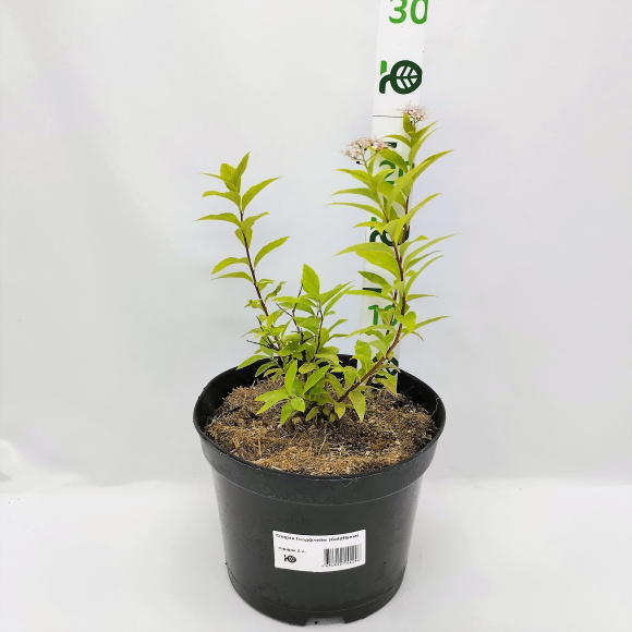 Спирея Голдфлейм (Goldflame) купить с доставкой Спирея Голдфлейм (Goldflame) купить с доставкой