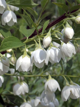 Чубушник Воздушный десант