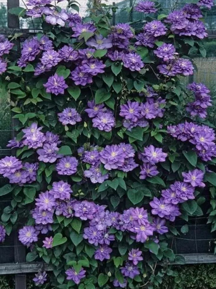 Клематис Блю Эксплоужен (Blue Explosion) купить с доставкой