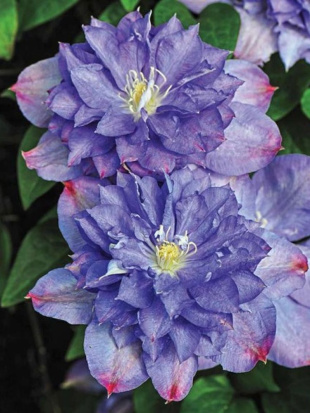 Клематис Блю Эксплоужен (Blue Explosion)