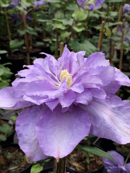 Клематис Блю Эксплоужен (Blue Explosion) купить с доставкой