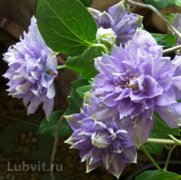 Клематис Блю Эксплоужен (Blue Explosion) купить с доставкой