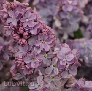 Сирень Вечерняя Москва