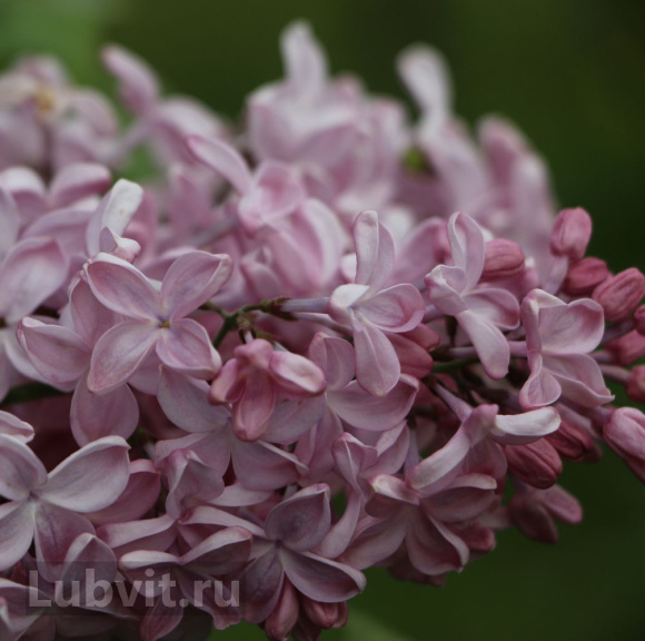 Сирень Вечерняя Москва купить с доставкой