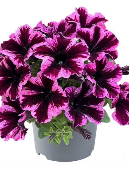 Петуния вегетативная Космик Пинк (Go! Tunia Cosmic Pink) купить с доставкой