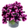Петуния вегетативная Космик Пинк (Go! Tunia Cosmic Pink) купить с доставкой