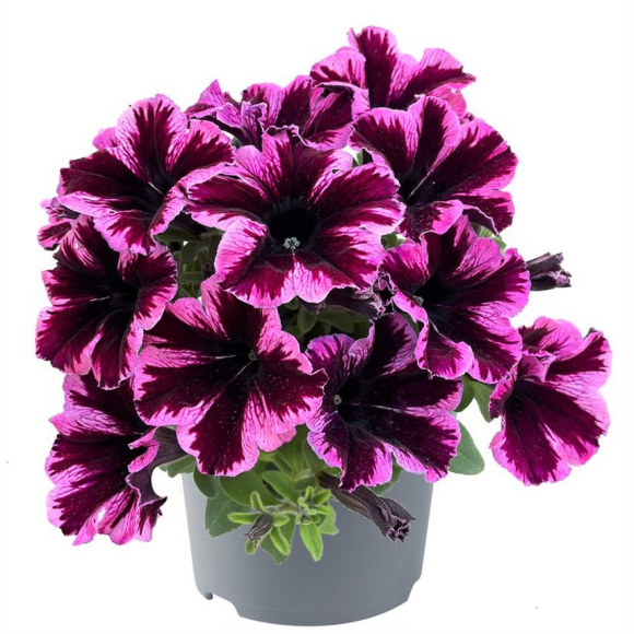 Петуния вегетативная Космик Пинк (Go! Tunia Cosmic Pink) купить с доставкой