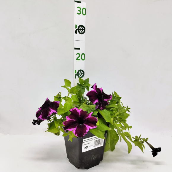 Петуния вегетативная Космик Пинк (Go! Tunia Cosmic Pink) купить с доставкой