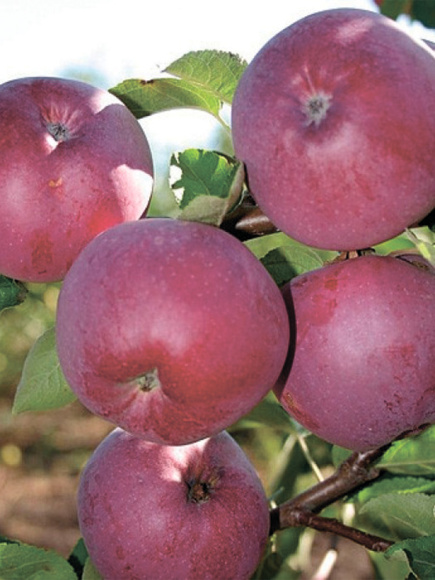 Яблоня Спартан купить с доставкой