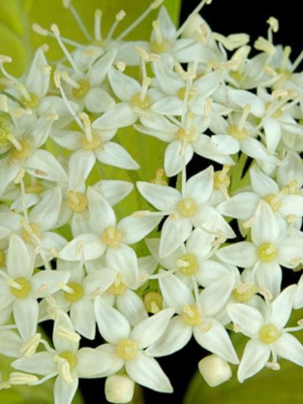 Дерен Ауреа (Aurea) купить с доставкой