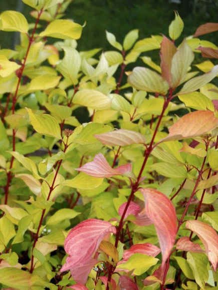 Дерен Ауреа (Aurea) купить с доставкой