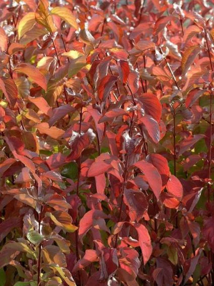 Дерен Ауреа (Aurea) купить с доставкой