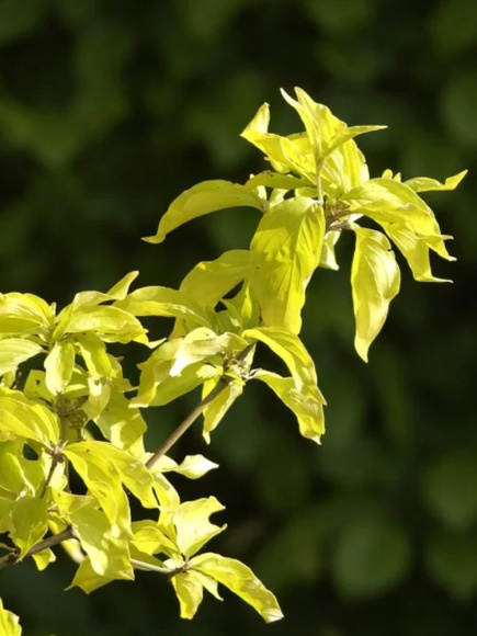 Дерен Ауреа (Aurea) купить с доставкой