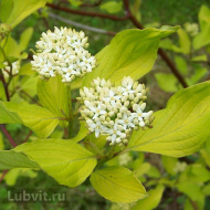 Дерен Ауреа (Aurea) Дерен Ауреа (Aurea)