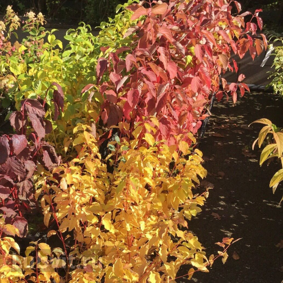 Дерен Ауреа (Aurea) купить с доставкой Дерен Ауреа (Aurea) купить с доставкой