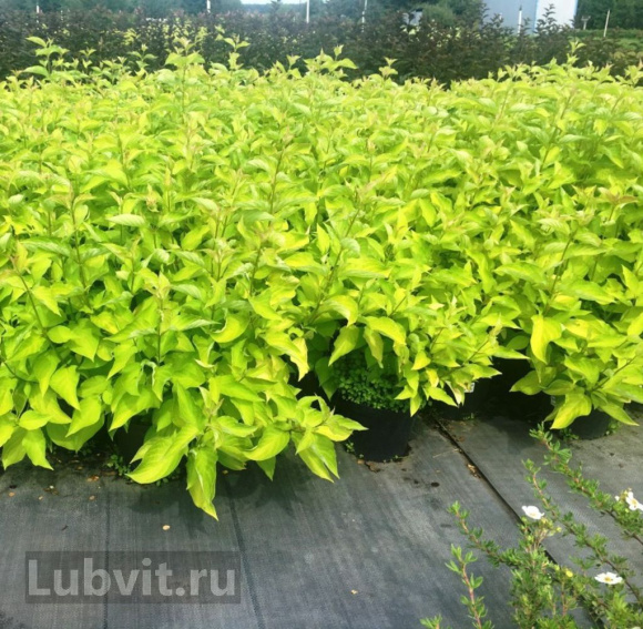 Дерен Ауреа (Aurea) купить с доставкой Дерен Ауреа (Aurea) купить с доставкой