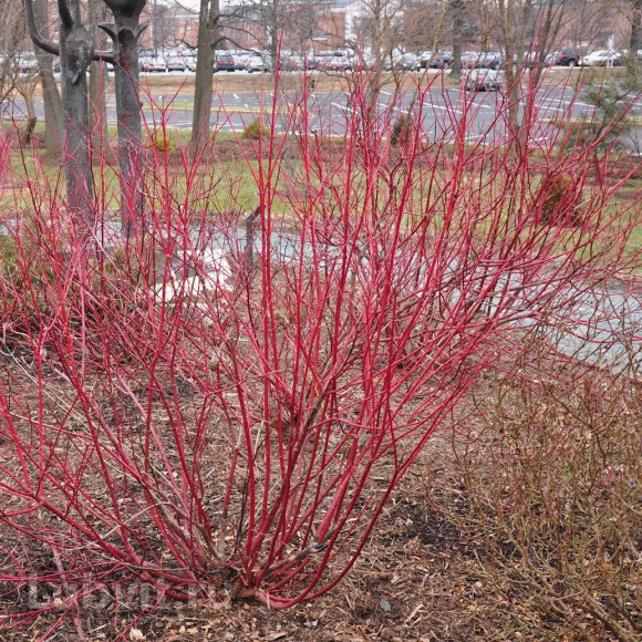 Дерен Ауреа (Aurea) купить с доставкой