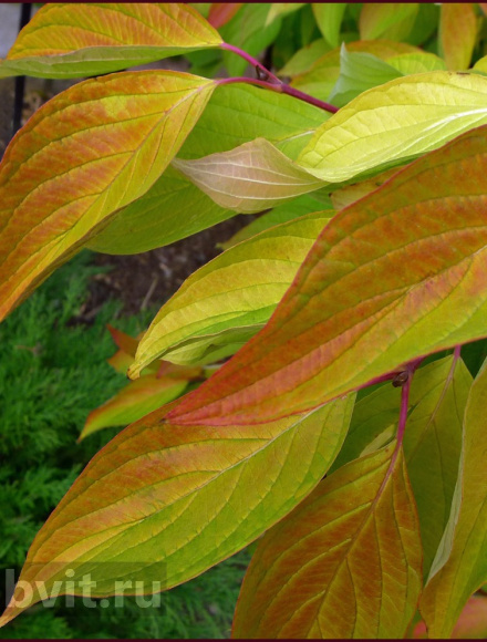 Дерен Ауреа (Aurea) купить с доставкой Дерен Ауреа (Aurea) купить с доставкой