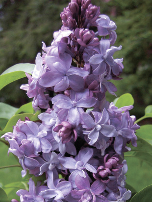 Сирень Надежда