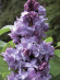 Сирень Надежда купить с доставкой