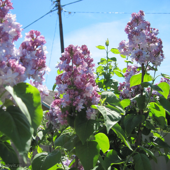 Сирень Надежда купить с доставкой Сирень Надежда купить с доставкой