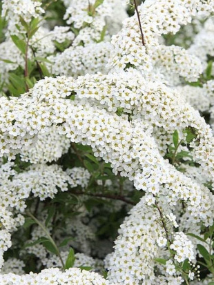 Спирея Грефшейм (Grefsheim)