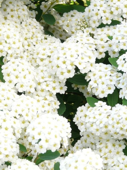 Спирея Грефшейм (Grefsheim) купить с доставкой