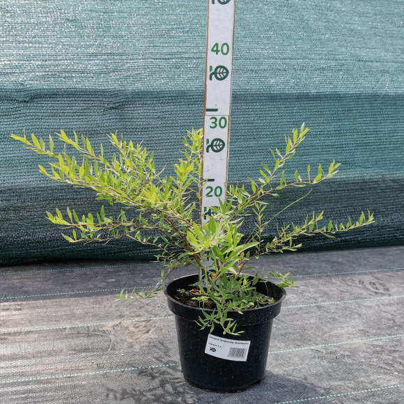 Спирея Грефшейм (Grefsheim) купить с доставкой Спирея Грефшейм (Grefsheim) купить с доставкой