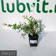 Спирея Грефшейм (Grefsheim)