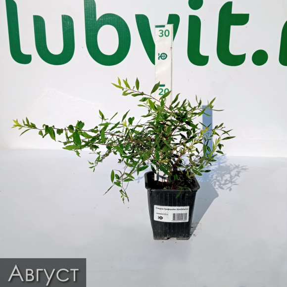 Спирея Грефшейм (Grefsheim) купить с доставкой Спирея Грефшейм (Grefsheim) купить с доставкой