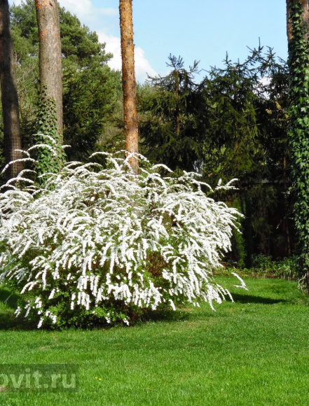 Спирея Грефшейм (Grefsheim) купить с доставкой Спирея Грефшейм (Grefsheim) купить с доставкой