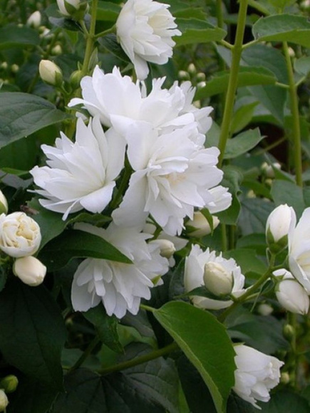 Чубушник Комсомолец купить с доставкой