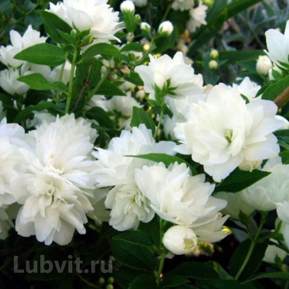 Чубушник Комсомолец купить с доставкой