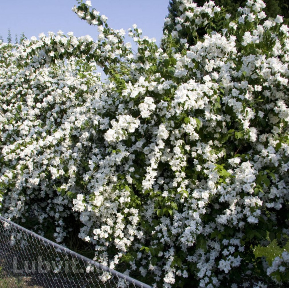Чубушник Комсомолец купить с доставкой