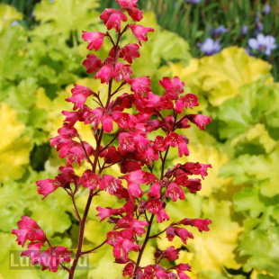 Гейхера Париж (Paris)